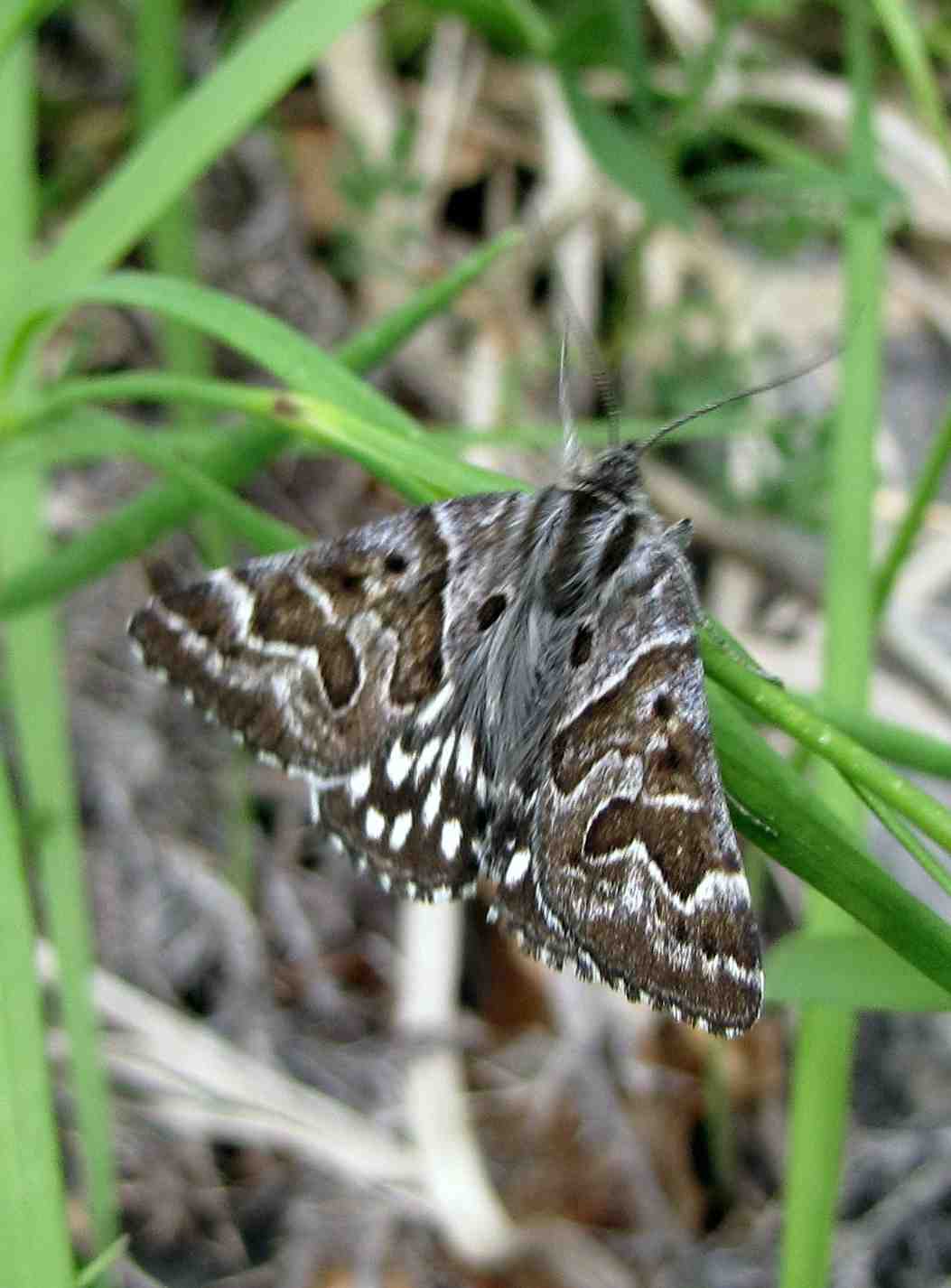 due farfalle dei Sibillini